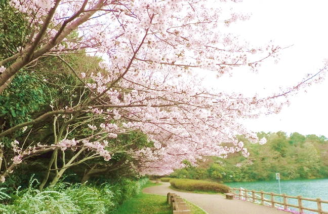 小幡緑地（蛍）